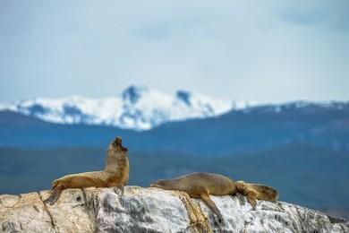 south american sea lions at beagle channel