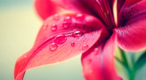 everything needs water. closeup shot of water droplets on a leaf.