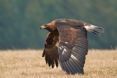 golden eagle hovering in its natural habitat.