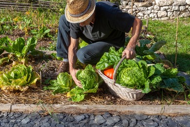 in the kitchen garden - gardener with his harvest basket picking autumn vegetables: chinese cabbage, pumpkin, perry 