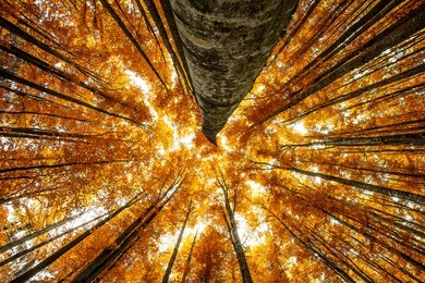 big beech trees in autumnal wood