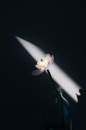 single white ranunculus flower buttercup in a glass bottle shape vase in a sun light beam on a minimal black shadow background with copy space. floral composition. botany wallpaper or greeting card. 