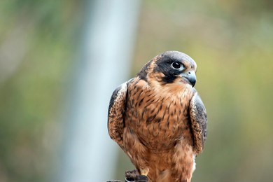 this is a close up of a brown falcon