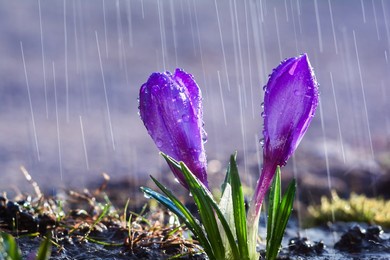beautiful flowers of blue crocuses on the background of rain drops tracks
