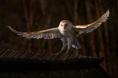 owl landing flight with open wings. barn owl, tyto alba, flight above red grass in the morning. wildlife bird scene from nature. cold morning sunrise, animal in the habitat. bird in the forestm france