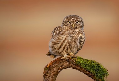 little owl ( actene noctua ) close up
