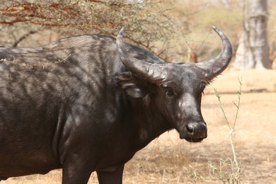 wild buffalo in bandia reserve, senegal, africa. african mammal animal. safari in africa. big buffalo in bandia reserve, africa. portrait of buffalo in bandia reserve. african savanna, landscape, view