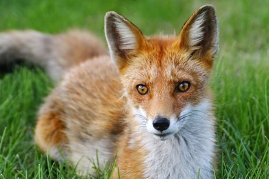 animal photography photos about foxes
