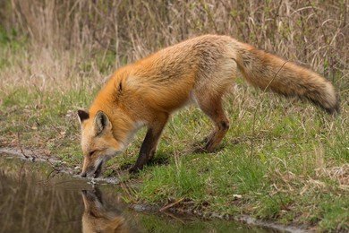 animal photography photos about foxes