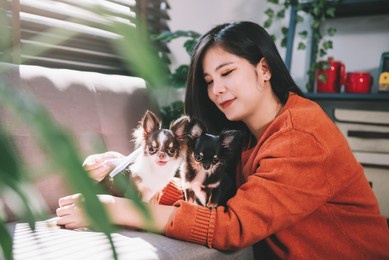 beautiful asian woman grooming dog hair with love , puppy care, pets lover concept.