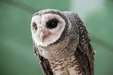this is a close up of a lesser sooty owl