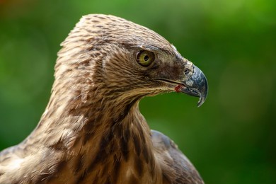 elang emas (golden eagle) or aquila chrysaetos