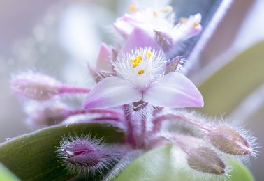 beautiful blooming flower against the background of unopened young buds