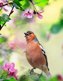 migratory bird male finch sits on the branches of an apple tree with pink flowers in a spring may garden and sings