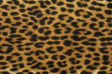 close up leopard spot pattern texture background