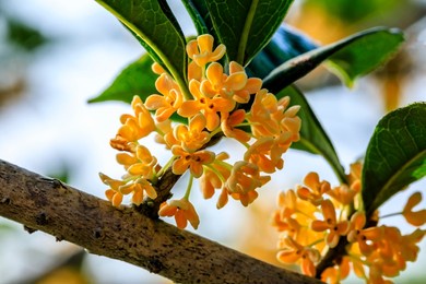 beautiful osmanthus blooms on the osmanthus tree