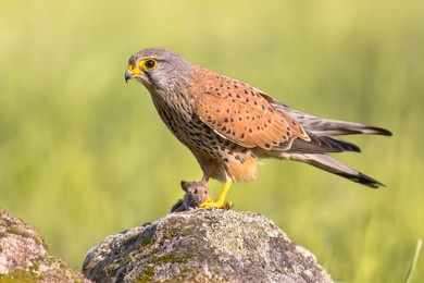 common kestrel (falco tinnunculus) perched on stone while eating mouse against bright background. small raptor in extremadura, spain. wildlife scene of nature in europe.