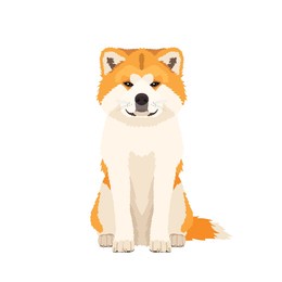 vector portrait of akita inu dog isolated on white background