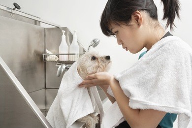young pet groomer looking at terrier wrapped in towel