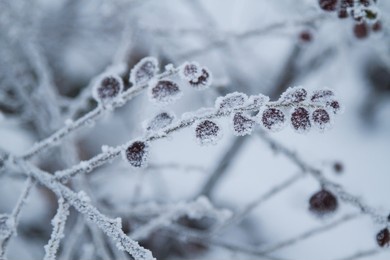 frozen autumn leaves on the branch. selective focus.