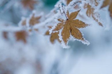 frozen autumn leaves on the branch. selective focus.