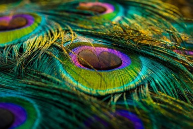 india, 19 february, 2021 : closeup of peacock feather, peafowl feather, peacock feather, bird feather, beautiful background.