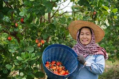  selective focus on asian woman gardener works at garden.                              