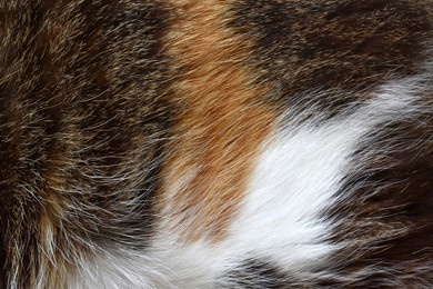 cat fur texture background. calico or tortoiseshell hair texture background. 