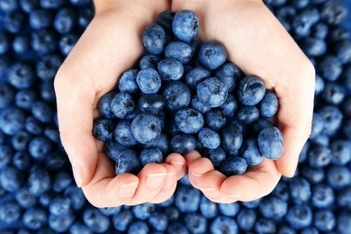 female hands holding tasty ripe blueberries, close up
