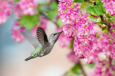 beautiful colourful hummingbird with pink flower bunch