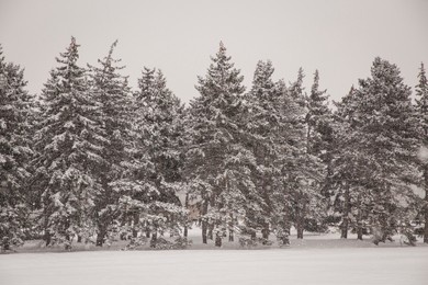 winter in forest, trees covered with white fluffy snow. 