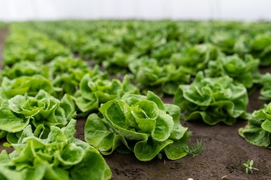 fresh organic lettuce in a rural greenhouse. rows of lettuce seedlings. lettuce ready to pick for a fresh summer salad. salad plants in greenhouse with automatic irrigation watering system.