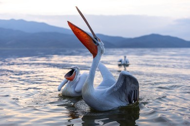 dalmatian pelican seen during winter season in kerkini lake, greece.