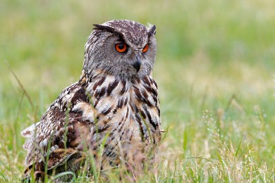 eurasian eagle-owl (bubo bubo) sitting in the meadows in gelderland  in the netherlands                              