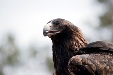 the wedge tailed eagle is a brown bird as he grows older his feathers darken to black. he is a large raptor.