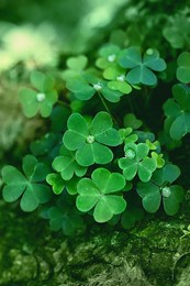 blurred abstract natural background with green clover leaves close up. shallow depth. artistic grunge noise filter. soft selective focus.