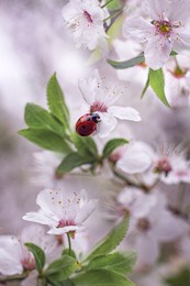 little red ladybug in white and pink flowers in spring. macro photography, selective focus.