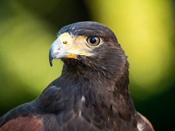 close up portrait of a harris hawk