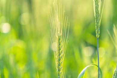 close-up of wheat in farm