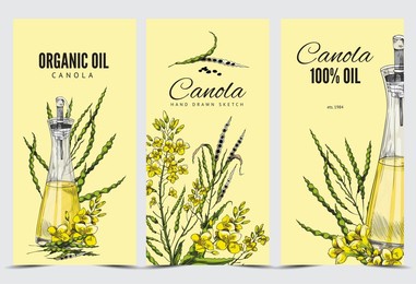 canola oil labels in vintage style hand drawn vector illustration. labels or tags collection for rapeseed or canola vegetable cooking oil packaging design.