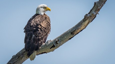 bald eagle raptor on a tree