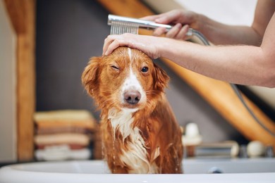 dog taking bath at domestic bathroom. showering of nova scotia duck tolling retriever at home.
