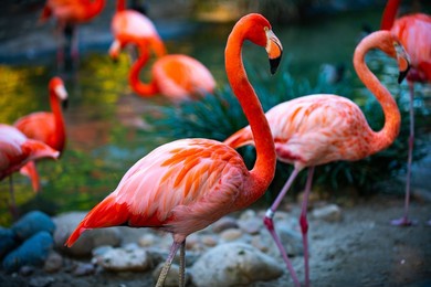 beautiful flamingos walking in the water with green grasses background. american flamingo walking in a pond.