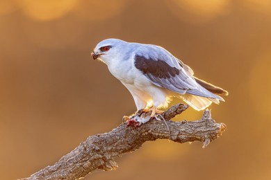 black-winged kite (elanus caeruleus) bird of prey perched in tree with mouse prey catch on bright background in extremadura, spain. wildlife scene in nature of europe.