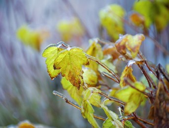 frozen leaves and tree branches. winter background.