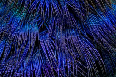 india, 27 april, 2022 : closeup of peacock feather, closeup of feathers, peacock feather, peafowl feather, bird feather, colorful background, abstract.