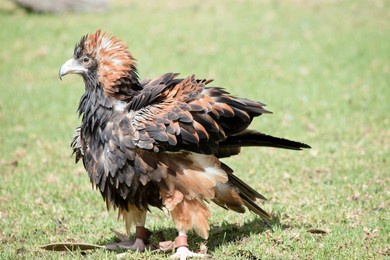the black breasted buzzard is mottled brown and black feathers with brown feathers on the back of its neck and a black face