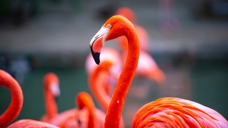 a flock of pink flamingos. pink flamingo beauty birds. caribbean flamingo. big bird is relaxing enjoying the summertime. green nature background.