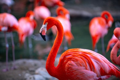 closeup profile portrait of a pink flamingo. a group of flamingoes. pink flamingos against green background. phoenicopterus roseus, flamingo family.