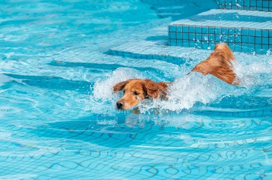 golden retriever playing happily in the pool